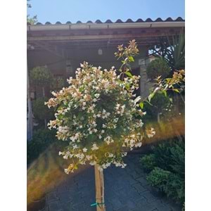 Abelia x grandiflora Tijli Baston Form