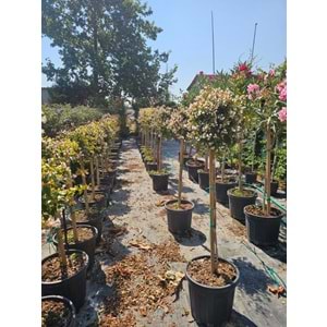 Abelia x grandiflora Tijli Baston Form