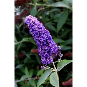 Buddleia davidii ( Kelebek Çalısı)