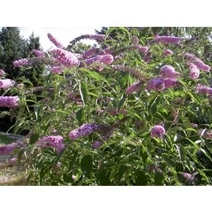 Buddleia davidii ( Kelebek Çalısı)
