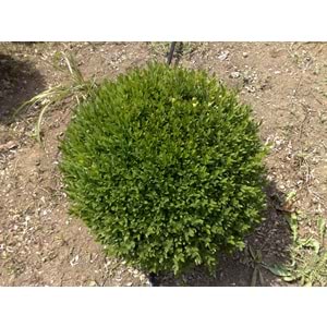 Buxus sempervirens