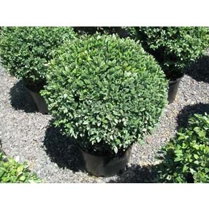 Buxus sempervirens