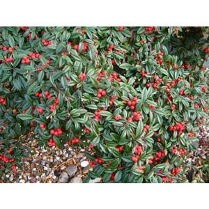 Cotoneaster salicifolius