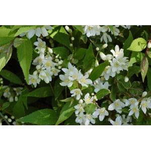 Deutzia gracilis