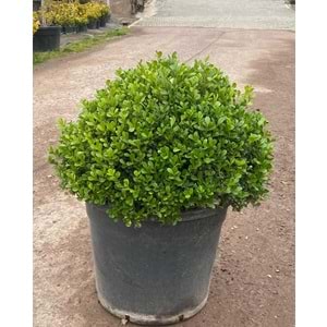Buxus faulkner (Top Şimşir) 40*60