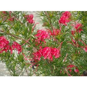 Grevillea rosmarinifolia