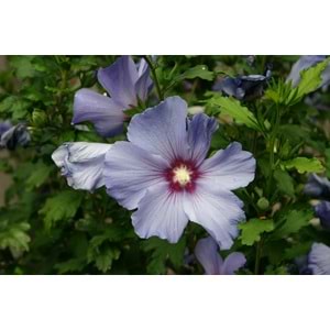 Hibiscus syriacus