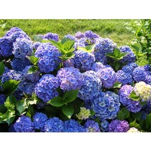 Hydrangea hortensis (Ortanca)