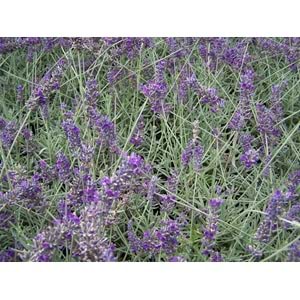 Lavandula angustifolia officinalis