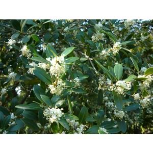 Osmanthus heterophyllus