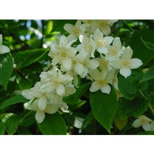 Philadelphus coronarius