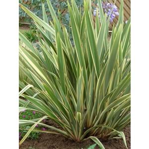 Phormium tenax variegatum