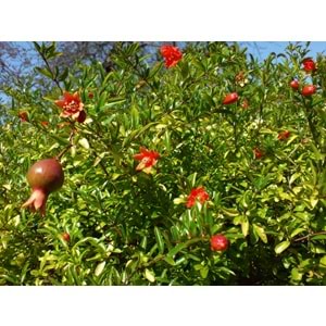 Punica granatum