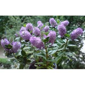 Veronica andersonii (Hebe)