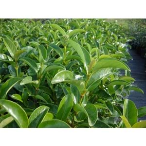 Viburnum lucidum