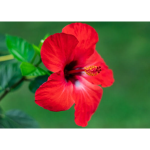 Hibiscus rosa-sinensis