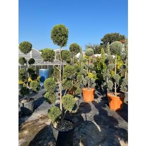 Leylandii Özel Ponpon Form 30LT