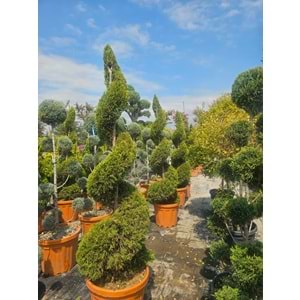 Limon Servi Spiral EXTRA Form 55LT
