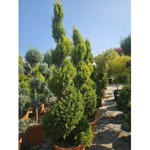 Limon Servi Spiral EXTRA Form 55LT