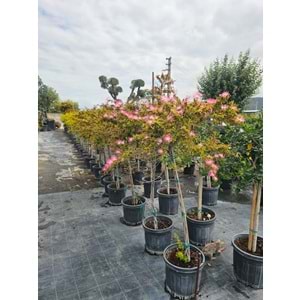 Tijli Calliandra Pink Poodle 20LT