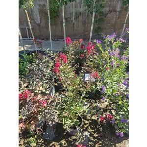 Bodur Oya (Lagerstroemia indica) – 4 LTt