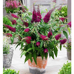 Bodur Kelebek Çalısı (Buddleja davidii) – 3 LT