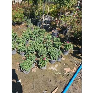 Bodur Kelebek Çalısı (Buddleja davidii) – 3 LT