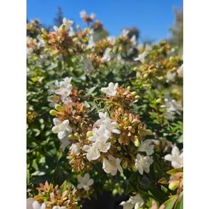 Abelia x grandiflora 7lt