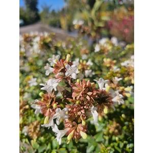 Abelia x grandiflora 7lt