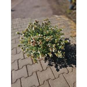 Abelia x grandiflora 7lt