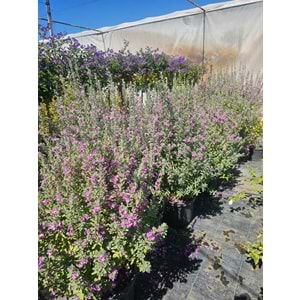 Texas Adaçayı (Leucophyllum frutescens) – 20 LT