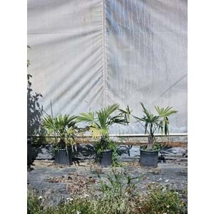 Tüylü Palmiye (Butia odorata) – 5 LT
