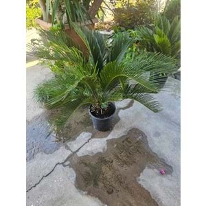 Cycas 5LT