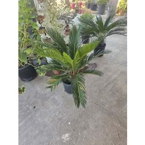 Cycas 5LT