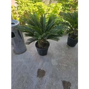 Cycas 10LT