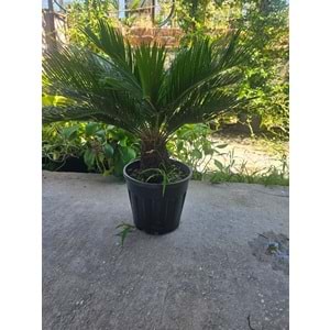 Cycas 10LT