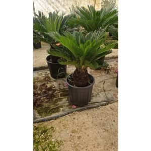Cycas 20LT