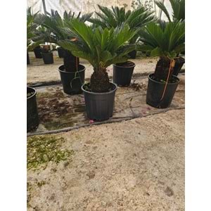 Cycas 20LT