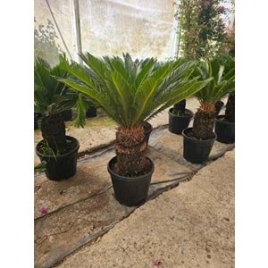 Cycas 25LT