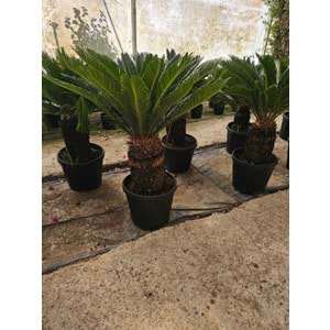 Cycas 25LT