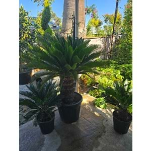 Cycas Extra Form 45LT