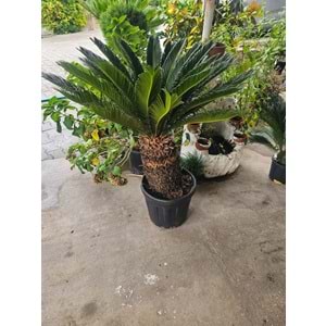 Cycas 25LT Kalın Gövde