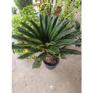 Cycas 25LT Kalın Gövde