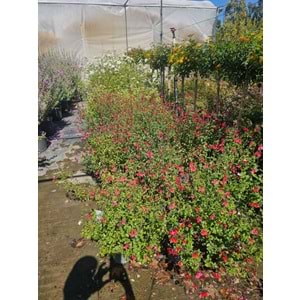 Süs Adaçayı (Salvia)