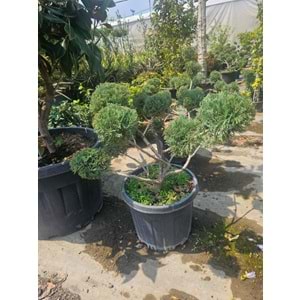 Ardıç Bonsai Form