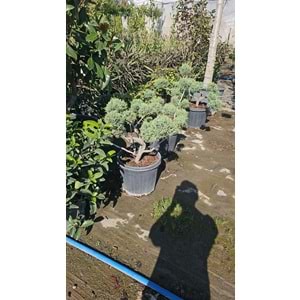 Ardıç Bonsai Form