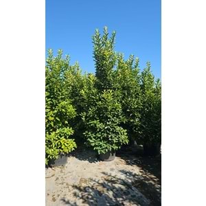 Viburnum lucidum 3–3,5 m / 125 LT