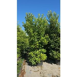 Viburnum lucidum 3–3,5 m / 125 LT