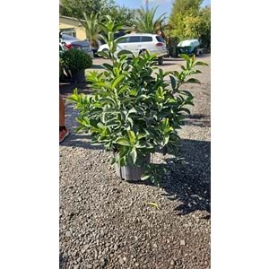 Viburnum lucidum 12,5 LT
