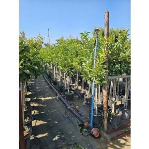 Viburnum lucidum – Half-Tij Form